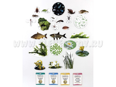 Набор магнитных карточек Сообщество озера (к плакату Водоём, тема 2)