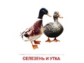 Демонстрационные картинки СУПЕР. Птицы домашние и декоративные (16 шт.) в папке