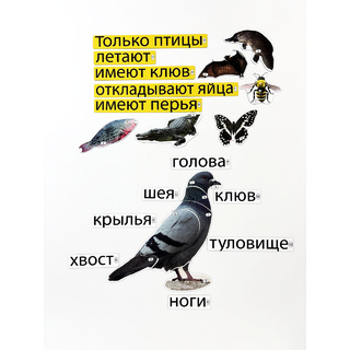 Набор магнитных карточек Кто такие птицы? (к плакату Птицы, тема 1)