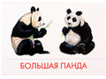 Дидактические карточки "Животные Азии"