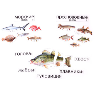 Набор магнитных карточек Кто такие рыбы? (к плакату Водоём, тема 1)